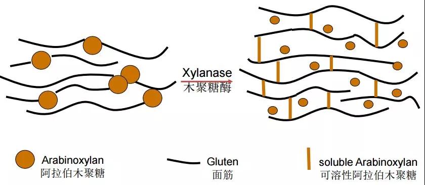 木聚糖酶.jpg